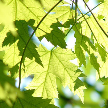 A close up of maple leaves in a sustainable hardwood forest used for cabinetry products. It's Dura Supreme Cabinetry's mission to prioritize sustainability and environmentally sound manufacturing practices as integral components of our craft.