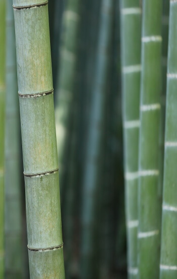 Bamboo is a sustainable hardwood resource for kitchen cabinets. A close up of bamboo shoots in a sustainable forest.