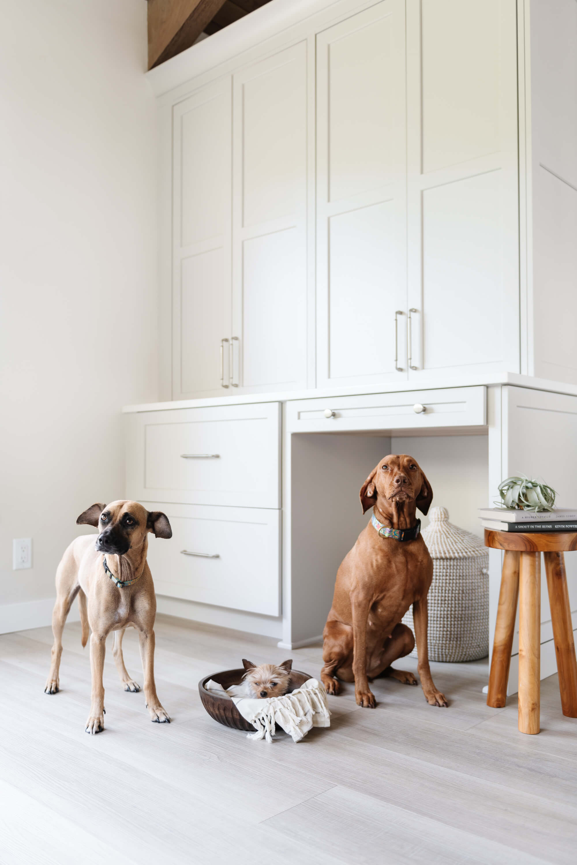 Three adorable dogs enjoy their newly remodeled space with Dura Supreme cabinets.