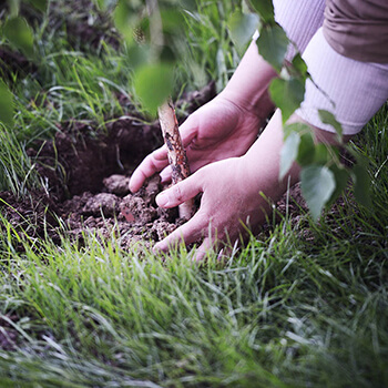 Planting Trees in Sustainable Forests